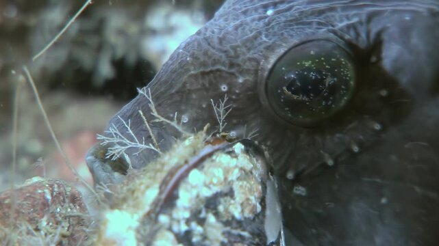 A close-up captures an Atlantic Catfish, Anarhichas lupus, also referred to as a sea wolf, resting on the ocean floor. The fish is seen in detail, observing the surrounding marine environment.