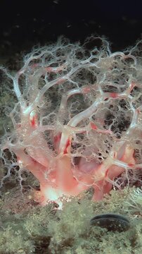 In the cold Arctic, see the orange Cucumaria miniata, or sea cucumber, filter feeding on plankton. This Holothuria slowly grows, attached to the ocean floor, finding nourishment.