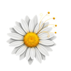 White Daisy Flower with Yellow Center and Golden Swirl Detail on Transparent Background white flower