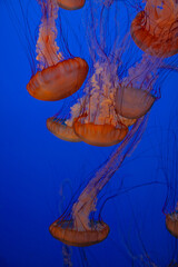 Floating jellyfish with glowing bodies in vibrant blue water and abstract motion