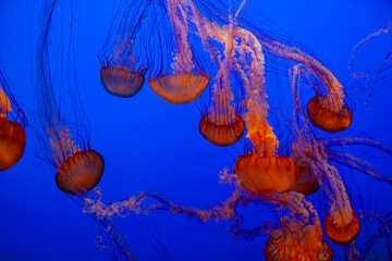 Floating jellyfish with glowing bodies in vibrant blue water and abstract motion