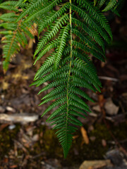  Close-up of Vibrant Green Fern Frond: Detailed Fern Pattern ,Wild Fern Growing in the In a lush forest.