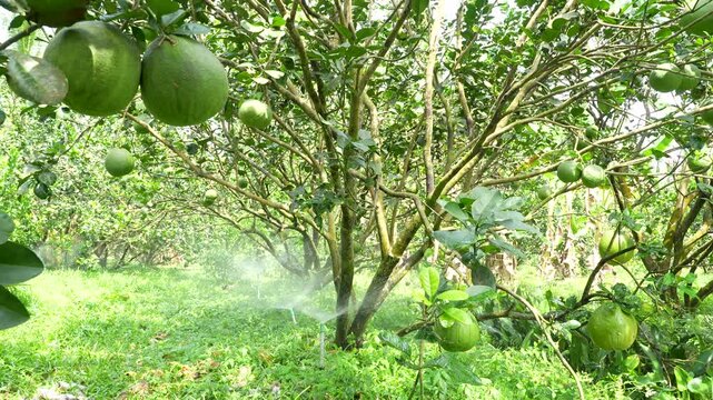 Modern automated irrigation system watering a lush pomelo garden in Vietnam, saving water and labor.