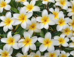 Fototapeta premium Plumeria flower blossom in full bloom white and yellow tropical flowers perfect for summer designs, plumeria, tropical flowers