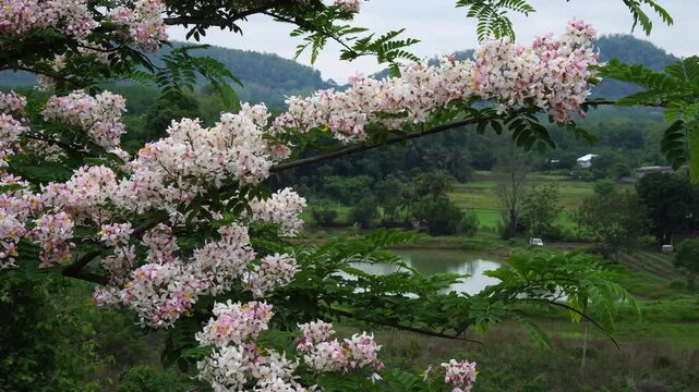 Cassia bakeriana, also commonly known as the pink shower tree, wishing tree.