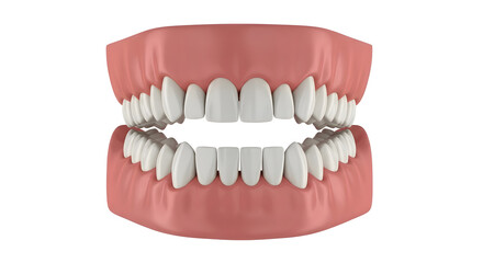 Obraz premium Ultra Realistic 3D Dental Anatomy