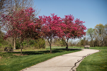 cherry blossom in spring