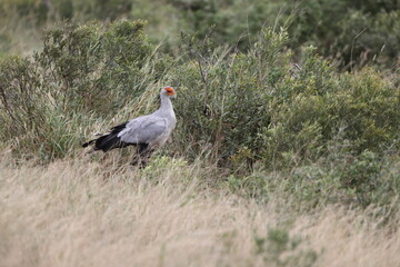 The secretarybird or secretary bird (Sagittarius serpentarius) is a large bird of prey that is endemic to Africa. This photo was taken in Kruger National park, South Africa.