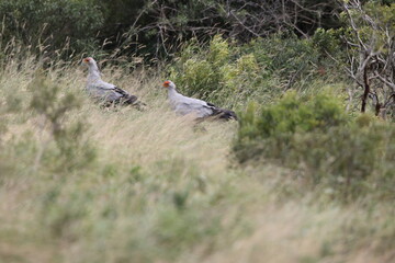 The secretarybird or secretary bird (Sagittarius serpentarius) is a large bird of prey that is endemic to Africa. This photo was taken in Kruger National park, South Africa.
