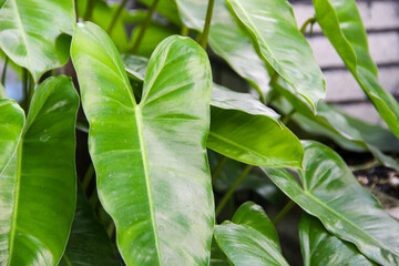 Philodendron spiritus sancti grow well in pots in the yard © Ramadhan