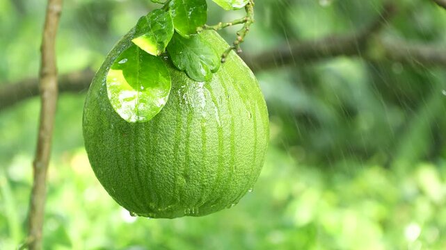 Close-up of organic green pomelo fruit on a branch with water droplets, healthy food concept.