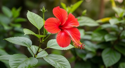 Obraz premium Vibrant red hibiscus in lush green leaves