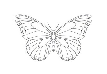 Obraz premium Intricate butterfly outline