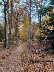 Autumn forest hiking path yellow leaves
