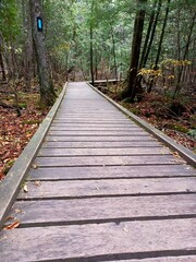 Obraz premium Wooden boardwalk path forest Rattlesnack trail