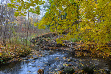 Obraz premium Golden autumn leaves cover the banks of a flowing stream