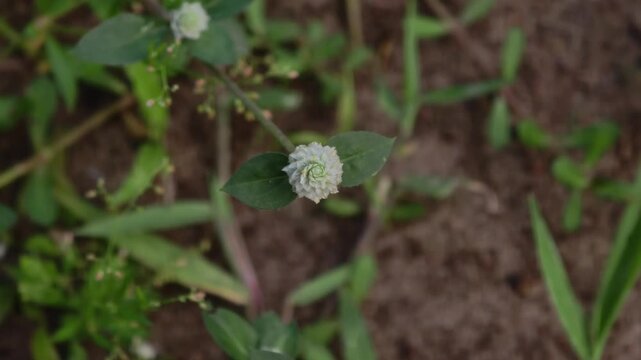 Alternanthera caracasana flowers swaying in the wind, close up of khaki weed with brown soil and weeds background. Natural botanical footage in outdoor field