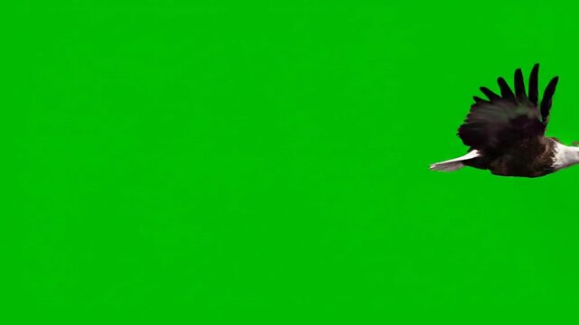 Majestic eagle in flight on green screen background