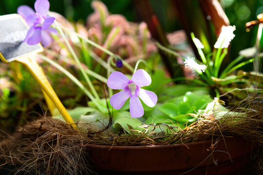 Close up of lilac pinguicula flower blooming in a pot showing delicate carnivorous plant blossom with soft petals and natural texture