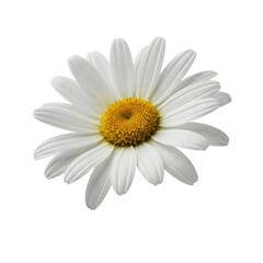 Fototapeta premium White Daisy Flower with Yellow Center Isolated
