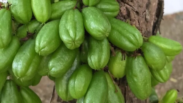 Slow motion video of averrhoa bilimbi still attached to the tree. Fresh bilimbi fruit, often used to add a sour flavor to Asian dishes