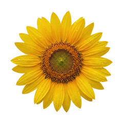 Fototapeta premium Vibrant Yellow Sunflower in Bloom with Dew Drops