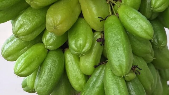 Slow motion video of averrhoa bilimbi still attached to the tree. Fresh bilimbi fruit, often used to add a sour flavor to Asian dishes