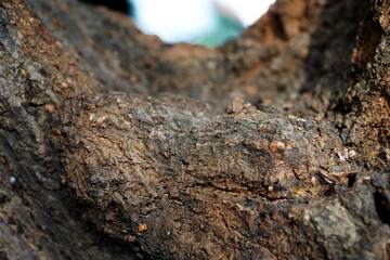 old Close-up of tree bark texture background showcasing natural wood patterns and rough grainy surface, ideal for eco-friendly projects and nature-themed designs. Organic material and carbon neutralit