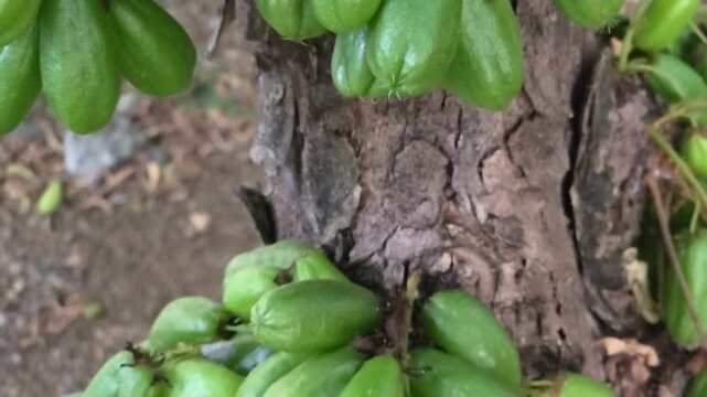Slow motion video of averrhoa bilimbi still attached to the tree. Fresh bilimbi fruit, often used to add a sour flavor to Asian dishes