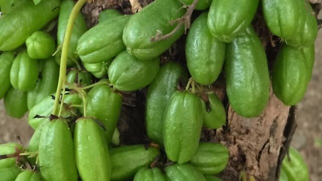 Slow motion video of averrhoa bilimbi still attached to the tree. Fresh bilimbi fruit, often used to add a sour flavor to Asian dishes