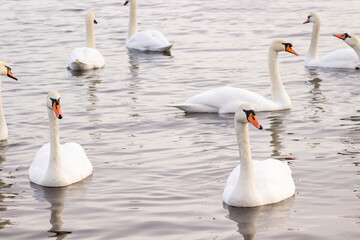 White swans are swimming in the river. © 201122