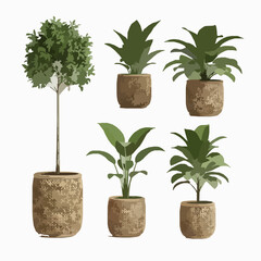 Fototapeta premium Decorative Potted Plants in Cane Planters Transparent PNG 3D Illustration Set