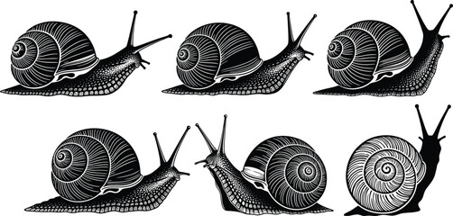 Collection of Black Snail Silhouettes, Detailed Garden Gastropod Icons with Shells, Various Slow Moving Mollusk Shapes for Nature and Wildlife Graphic Design Vector © MdShahadot