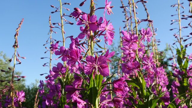 Bright blue and pink-violet beautiful flowers of the fireweed plant in a sunny meadow on a summer day.