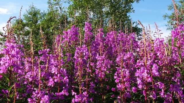 Bright blue and pink-violet beautiful flowers of the fireweed plant in a sunny meadow on a summer day.