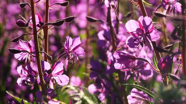 Bright blue and pink-violet beautiful flowers of the fireweed plant in a sunny meadow on a summer day.