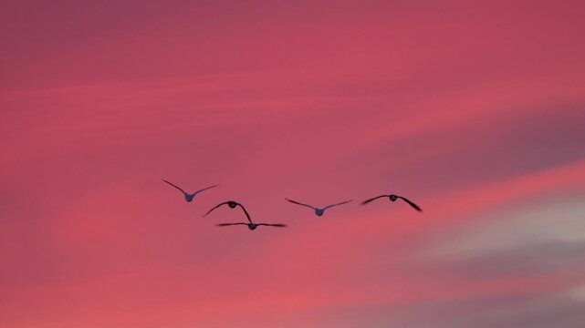  Flock of  birds flying in the beautiful red cloud  sunset sky