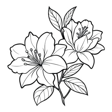 azalea karen flower line art on white