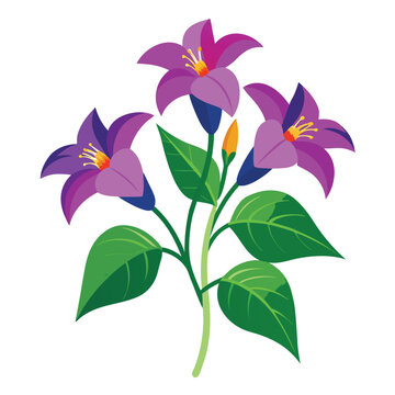 anagallis minima on white background