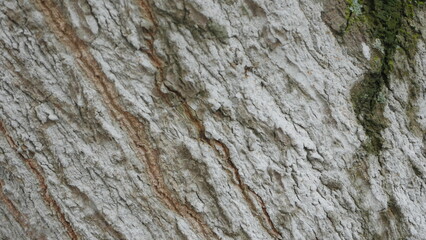 Obraz premium Rough Texture of Mango Tree Bark Surface for Natural Background