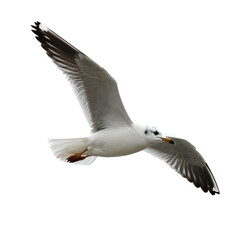 Obraz premium White Seagull in Flight With Wings Spread Wide