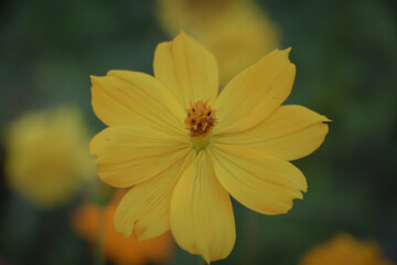 Close-up of a single yellow flower in full bloom with soft green bokeh background, natural light and shallow depth of field, ideal for nature themes.