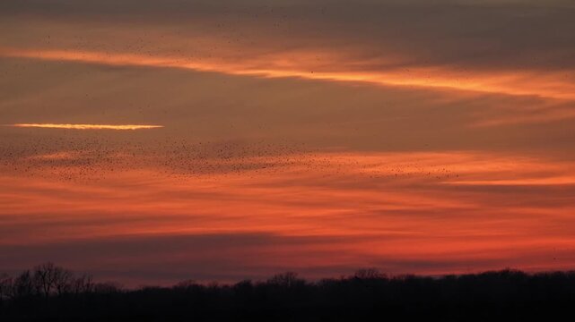 Thousands of flying in the beautiful red cloud  sunset sky