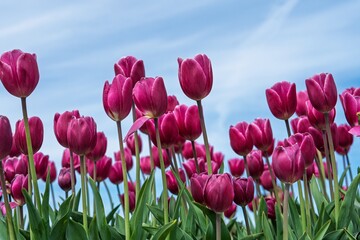 A vibrant field of purple tulips in the Netherlands under a clear blue sky captures the essence of spring. Ideal for tourism, floral designs, and creative projects.