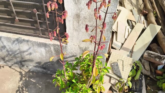 Kalanchoe pinnata plant with bell-shaped flowers growing outdoors