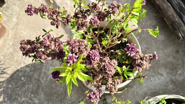 Flowering Thai basil plant growing in a white pot in an outdoor garden