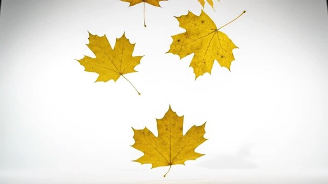 Golden Maple Leaves Falling in Slow Motion on White Background - Autumn Transition Concept