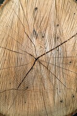 Naklejka premium A close-up of a tree trunk reveals its intricate annual growth rings, showcasing unique textures and patterns. Ideal for themes of nature, forestry, and time in educational or commercial designs.