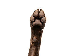 Close-up of a dog's paw with brown fur and nails