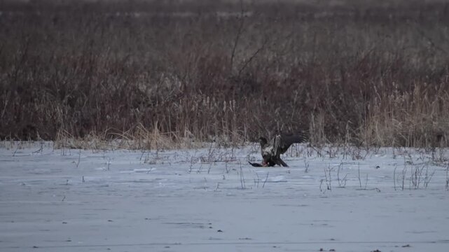 Eagles fight for prey over frozen iced lack in very code winter on slippery ick surface  